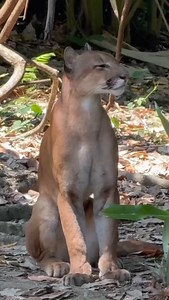 😍🇨🇷 Encuentro inolvidable en Corcovado: frente a frente con un puma. La majestuosidad del Parque Nacional Corcovado nos regala momentos únicos. Un avistamiento de puma recuerda la riqueza natural que debemos proteger. Video: Erick Hernández | Costa Rica Turismo