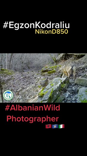 Captivating Wild Deer Photography in Natural Habitat