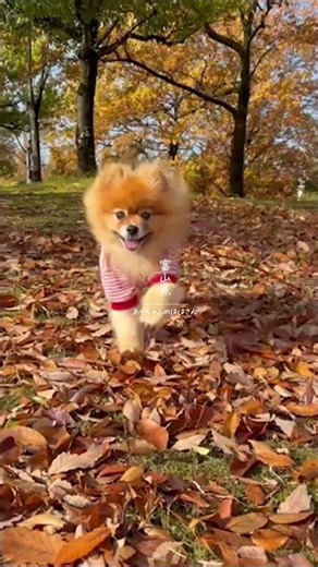 【季節の彩り】日本全国の紅葉 #通勤タイパ #japantravel #紅葉