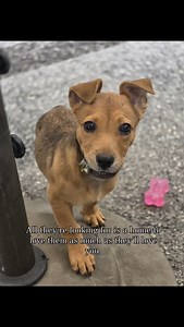 🐾 Looking for Love? So Are They.🐾 Our shelter is full of incredible dogs just waiting for their perfect match. 💛 They don’t need much—just a human to keep them safe, healthy, and loved. Whether you live in a big house or a cozy apartment, are a solo adventurer or a big family crew, brand new to dogs or a lifelong pup pro—we’ll help you find the right fit. Every tail wag, nose boop, and happy bark is waiting for someone like you. Come meet your new best friend today. 🐶✨ 📍 www.adopt-a-dog.org