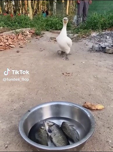 Gogogo Memes Compilation