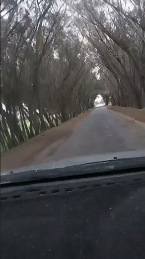 Australian Country Road 🚘🌳 #australiatravel #countrylife #roadtrip #johnnydieselandtheinjectors
