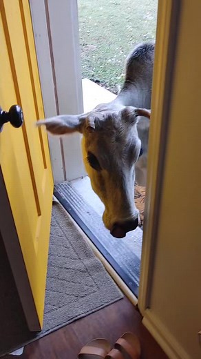 This brings back memories of my sister singing this behind me on the stairs as kids. #cows #TakeTheDayOffChallenge #cowsoftiktok #rescue #animals #rescueanimals #farmrescue #move