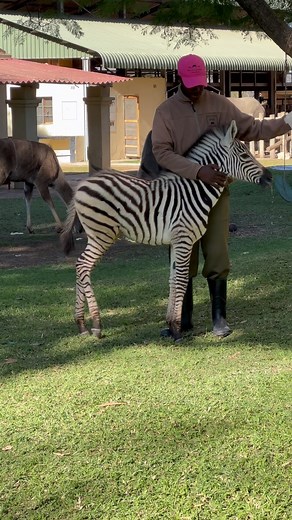 Help us welcome James the Zebra! 🦓🥰 This beautiful little guy has joined the #wildislife_ZEN family after being abandoned by his mother at only 2 weeks old. James is a little bit cheeky and despite his good looks is not very popular with the other animals yet - in fact they give him a wide berth in case he tries to give them a little hoof. Thankfully he has found a best friend in Anymore whom he follows around all day long for company and cuddles. Being so young, his primary diet is still milk