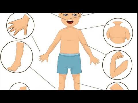 English Playtime - Englischlernen mit Spaß - Body Parts