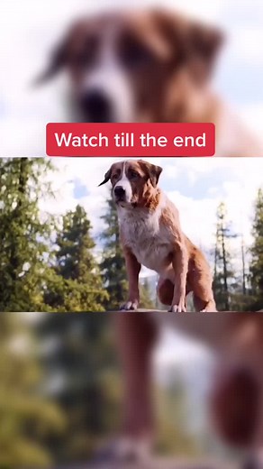 #doggylove #petlover #brave #ItsOurHome what a brave dog!