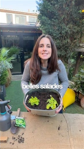 How to grow fresh salads on your balcony: salad seeds or seedlings 🥬
