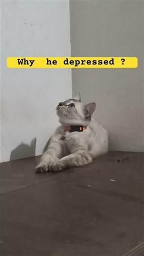 Does anyone know why kitty cat is depressed ? 🥹