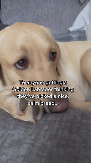 Cue the chaos! Labradors may look sweet and innocent, but behind those adorable puppy eyes is a four-legged tornado of energy, zoomies, and… self-inflicted karate kicks?! 🥋🐶 If you thought you were signing up for a relaxed, graceful companion, think again—you’re in for a lifetime of uncoordinated, goofy, and hilarious moments just like this! Tag a friend who thought Labradors were chill and let them know the truth! 🤣🐾 #LabradorLife #DogHumor #GoldenLabMayhem #PawsAndLaughs #LabsOfInstagram #