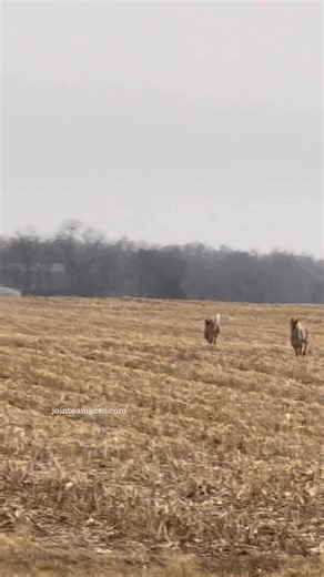 🦌 Deer Are Everywhere Right Now — Use Caution! We’re seeing deer active throughout the county and crossing roadways at all hours. They can appear suddenly and often travel in groups, so if you see one, expect more. Slow down, stay alert, and watch the ditches and tree lines. A few extra seconds of awareness can prevent a serious crash. Drive safe. 🚗⚠️ #DeerAlert #DriveSafe #StayAlert #GrantCounty | Grant County Sheriff's Office - Marion, IN