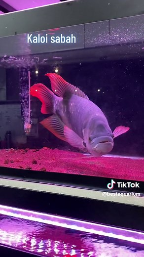 Kaloi Sabah: Ikan Koi Aquarium Fish Varieties and Care