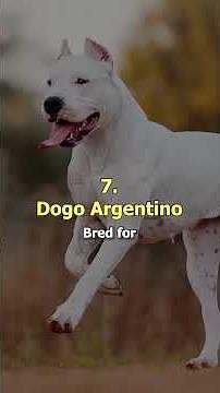Top 10 Most Aggressive Dog Breeds 😱🐶