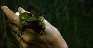 Kentucky Afield:Frog Gigging and Fishing Memories Season 33 Episode 44