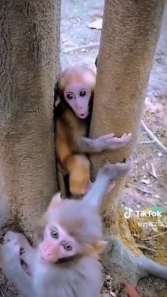 How can the baby monkey come out?#🐒🐒🐒🐒 #monkey🐒 #fyp #animals