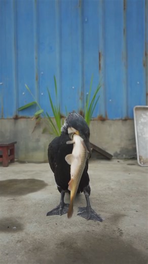 great cormorant eats the whole fish instantly | The Chronicle Review
