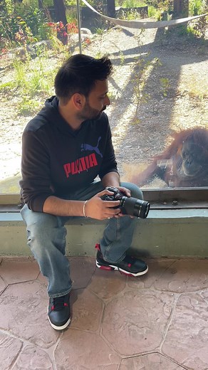 7.5K views · 118 reactions | Angry orangutan 獵 #wildlife #animallover | Nature_with_guri | Facebook