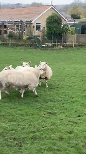 🐑HEADING TO GISBURN TOMORROW • 15 Texel x 2 crop in lamb ewes • Due 20th April to Beltex x Texel • To be scanned tomorrow 📸R Greenwood, Carlton 🔗 https://www.gisburnauctions.com/Catalogues | Gisburn Auction Mart