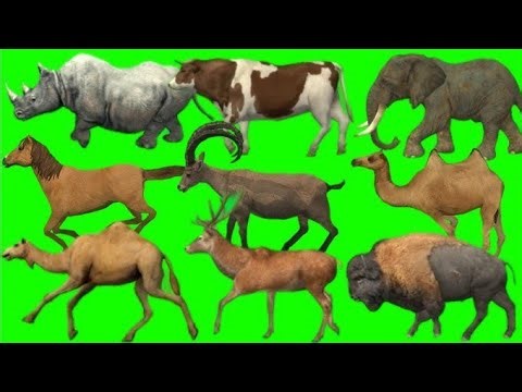 Cartoon animal green screen | green screen animation effect | cartoon animal green screen video