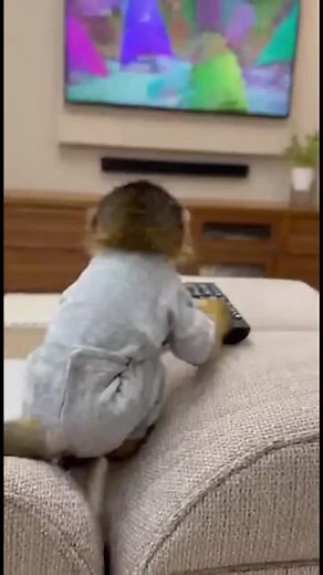 Dad's Funny Monkey Encounter Over TV