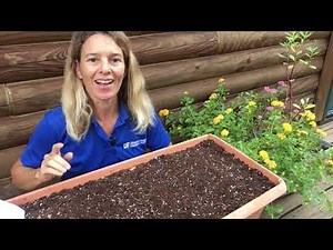 Florida Wildflower Seed Planting in Container