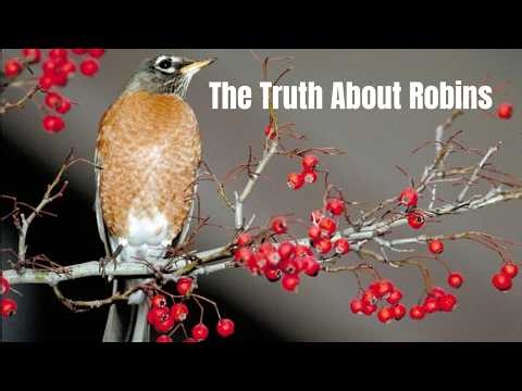 5 Things You Didn't Know About Robins!