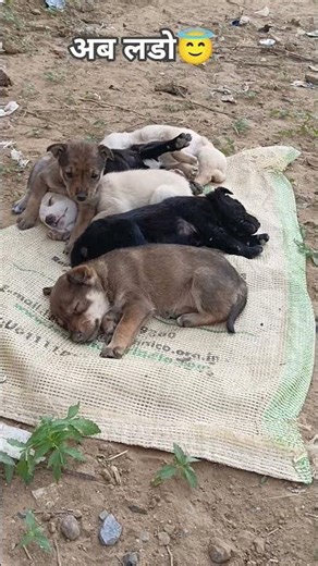 cute puppy waiting for fight #shorts #viral #trending #puppy #funny