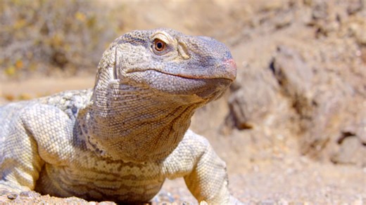 Faszination Afrika - Die Namib Wüste