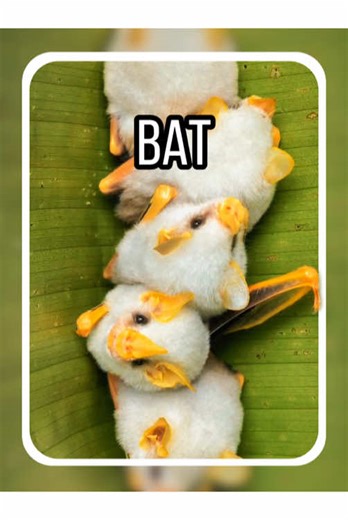 #science #popular #usa #bat | honduran white bats