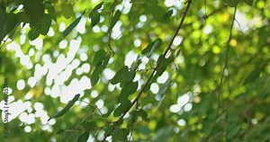 Green leaves blur abstract tree coverage background. The gaze goes over fresh, greened leaves in focus.