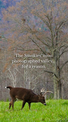 The Smokies’ most photographed valley… for a reason. 🌿📸 Cades Cove is the kind of place where every turn feels like a postcard—misty mountains, historic cabins, open fields, and the chance to spot wildlife if you’re lucky. Take your time, pull off often, and let the views do the talking. #CadesCove #GreatSmokyMountains #SmokyMountains #TennesseeTravel #NationalParkAdventure | The Peaceful Side of the Smokies