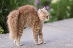 Why do cats arch their backs?