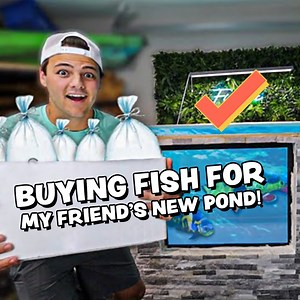 80K views · 1.3K reactions | Cool New Fish for My Friend's Indoor Pond! | Paul Cuffaro | Facebook