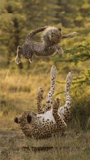 Top 5 Best Animal clips - weekly dose #animals