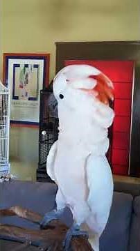 What a 5 Year Old Male Moluccan Cockatoo Sounds Like