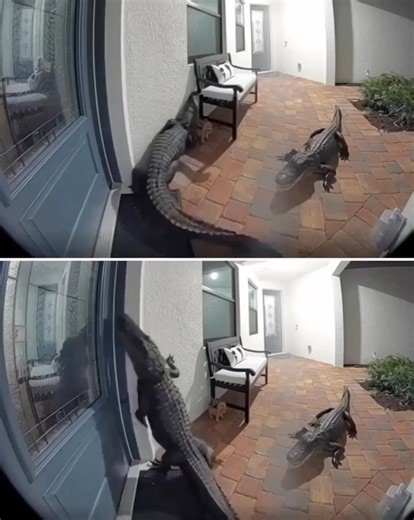 17K views · 32 reactions | Florida Home Sh0ckingly Finds Two Alligators at the Front Door: ‘They’re Getting Smarter’ Sometimes, that little peephole in your front door won’t just save you from nosy neighbors — it might just save your life. Watch the unbelievable video in the first comment below! | First Response Photography | Facebook