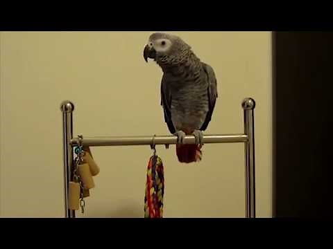 The ULTIMATE Birds Cursing Compilation, ONLY BEST CLIPS, Funny Birds 2018