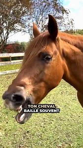 😮 Le bâillement chez le cheval Un cheval qui bâille, c’est mignon… mais est-ce toujours anodin ? | Nico Veto Chevaux