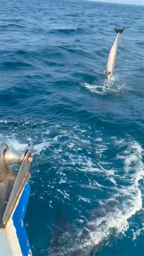 竹内弘美 on Instagram: "可愛過ぎるぅ😍 「イルカ！」ってキャプテンの声❕ デッキに飛び出すと💨 波の合間🌊すごい数イルカの姿×α👀 何頭かしばらく船🚤の周りで遊んでくれた💙 イルカ好きの私🐬 海の神様✨ こんな素敵なご褒美ありがとう🥰 #maldives 🇲🇻 #Ari Atoll #dolphin"