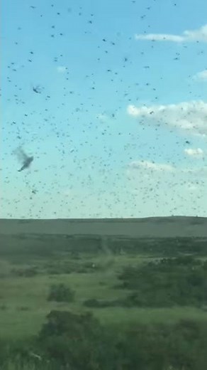 Swarming Locust || ViralHog