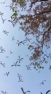 5.2K views · 332 reactions | The sal tree, commonly known as helicopter  tree   shedding it's leaves, a beautiful sight | Beauty of Nature | Facebook