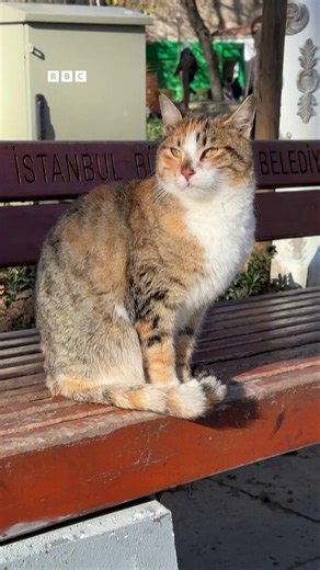 BBC World’un İstanbul’daki başıboş kedileri “romantik” bir tablo gibi sunması tesadüf değil.Bu, sahadaki gerçekleri görmezden gelen bir 5. kol faaliyetidir.Kendi ülkelerinde sokakta başıboş hayvan bırakmayanlar, Türkiye’deki başıboşluğu övüyor. Neden?