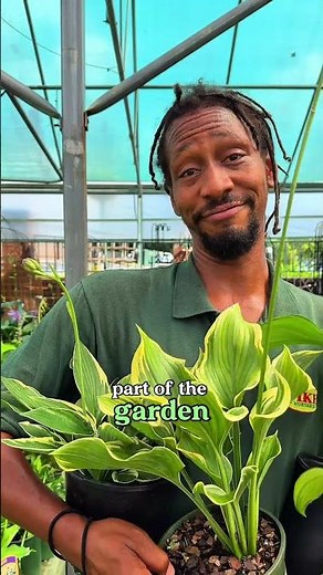 Hostas: The Ultimate Shade Garden Staple 👏