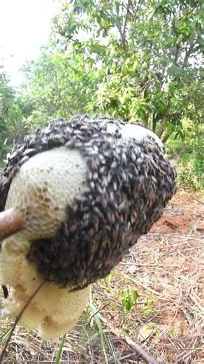 #bees #bee #beekeeper #honey #honeybeesting