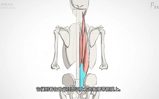 【艺用人体解剖】Proko（全集中字）3-5.1:下背部肌肉-解剖与运动