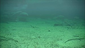 6.2K views · 588 reactions | A big group of manatees swims by our underwater camera at Blue Spring State Park! Watch the cameras live at ManaTV.org! explore.org News 6 WKMG / ClickOrlando WFTV Channel 9 WFLA Daisy Ruth WFLA News Channel 8 FOX 13 News - Tampa Bay FOX 35 Orlando WESH 2 News Visit West Volusia Florida State Parks Share a Little Sunshine WPLG Local 10 | Save the Manatee Club | Facebook