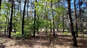 Walk Forest 4k Video 24 Frames Stock Footage Video (100% Royalty-free) 3896732843 | Shutterstock