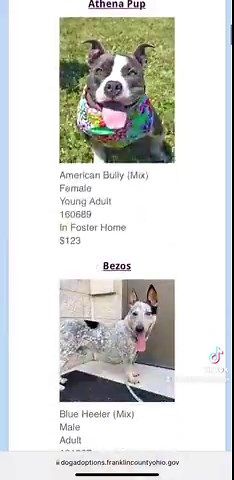 They are adorable, adoptable & love playing with other dogs!! The shelter currently has over 60 dogs and puppies available for adoption that are playgroup participants and have done very well with other dogs. While it is true that most dogs love to play, it is important that we remember that each dog is unique, has their own preferences and may not play in the same way as another. So how do you know if you are choosing a good playmate for your pup? Our staff is trained to help determine the desi