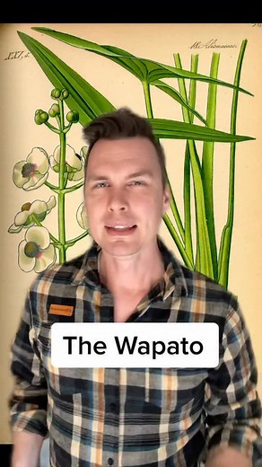 Are you familiar with the Wapato? It’s the same tuber that gives its name to Wapato Lake in Tacoma Washington. It’s one of the staples of the indigenous diet throughout the Washington region and it had a hell of a comeback story in eastern Washington. #wa #wapato #history #explorewa #learn￼￼ | Pretty Gritty Tours