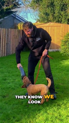 Use this tip in your next play session with your cockapoo