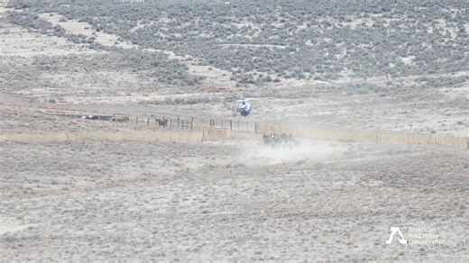 American Wild Horse Conservation on Instagram: "❗ A group of over 16 horses attempted to evade the trap during the Owyhee Complex roundup in Nevada.❗ 🚁 As the helicopter pushed the horses into the trap's entrance, the lead horse saw their window of opportunity closing. The flexible jute fabric was quickly running out, soon to be replaced by tall metal paneling. At the very last second, the horse veered sharply left and burst through the jute! ‼️👏 The group followed, evading the trap even as th